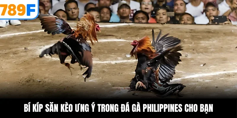Bí kíp săn kèo ưng ý trong đá gà Philippines cho bạn