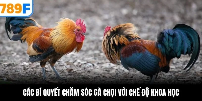 Các bí quyết chăm sóc gà chọi với chế độ khoa học