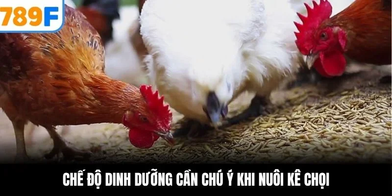 Chế độ dinh dưỡng cần chú ý khi nuôi kê chọi