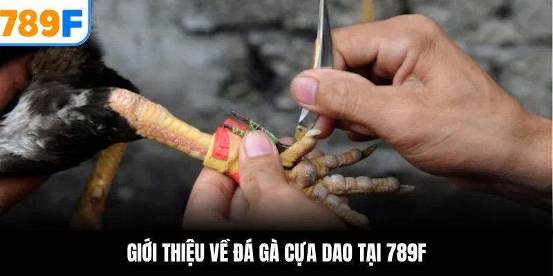 Giới thiệu về đá gà cựa dao tại 789F