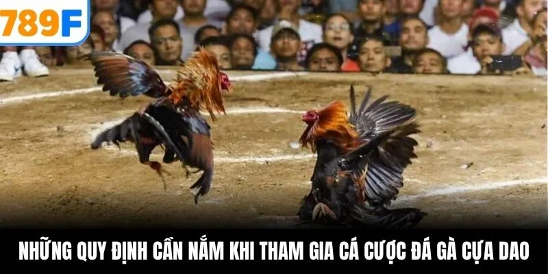 Những quy định cần nắm khi tham gia cá cược đá gà cựa dao