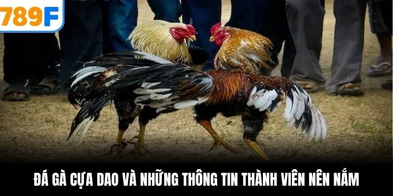 Đá gà cựa dao