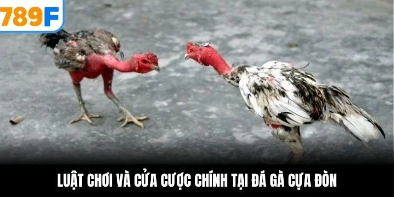 Luật chơi và cửa cược chính tại đá gà cựa đòn