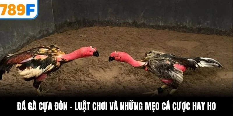 Đá gà cựa đòn