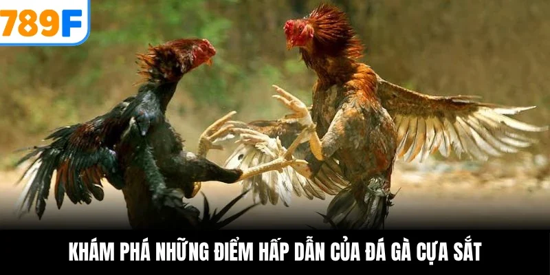 Khám phá những điểm hấp dẫn của đá gà cựa sắt