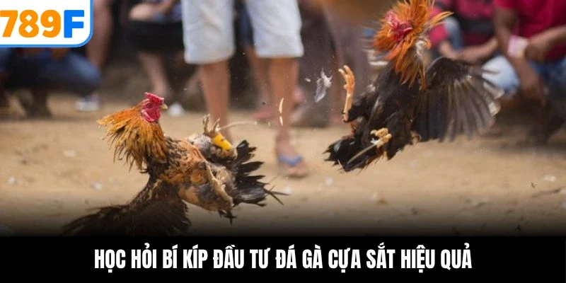 Học hỏi bí kíp đầu tư đá gà cựa sắt hiệu quả