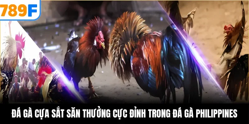 Đá gà cựa sắt săn thưởng cực đỉnh trong đá gà Philippines