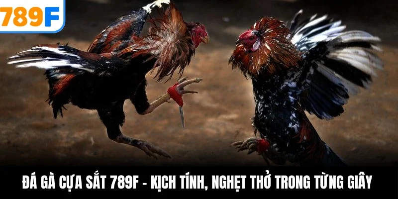 Đá gà cựa sắt