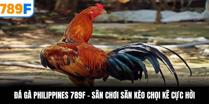Đá gà philippines